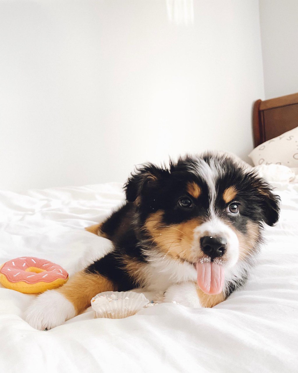 Murphy - Australian Shepherd Puppy (photo 1 of 9)